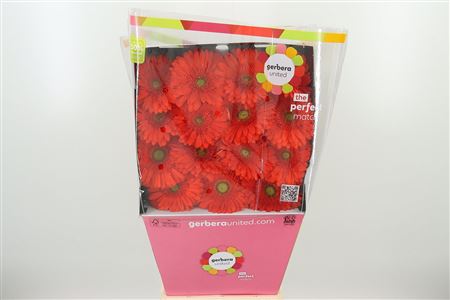 Gerbera Atlanta 50 cm – produkt Uviažto