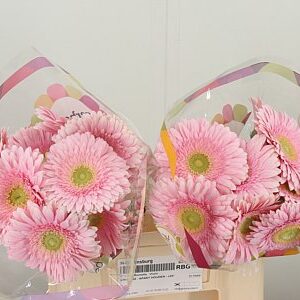 Gerbera Romella 50 cm – produkt Uviažto