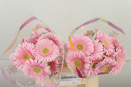 Gerbera Romella 50 cm – produkt Uviažto