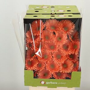 Gerbera Cava 50 cm – produkt Uviažto