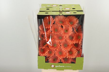 Gerbera Cava 50 cm Gerbera Cava 50 cm – produkt Uviažto