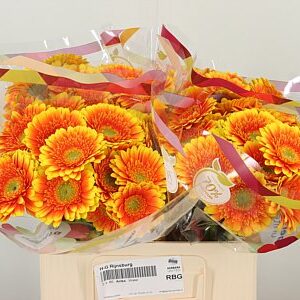 Gerbera Ariba 50 cm – produkt Uviažto