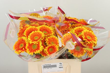 Gerbera Ariba 50 cm – produkt Uviažto