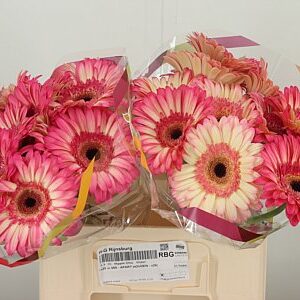Gerbera Hippie Chic 50 cm – produkt Uviažto