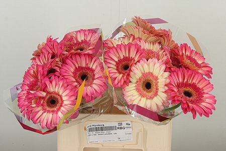 Gerbera Hippie Chic 50 cm Gerbera Hippie Chic 50 cm – produkt Uviažto