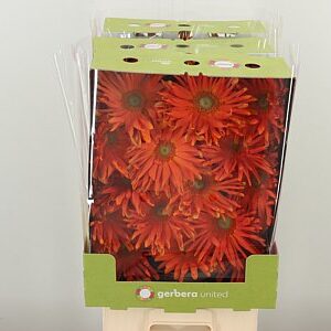 Gerbera Pasta Marinara 50 cm – produkt Uviažto