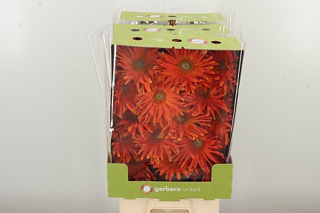 Gerbera Pasta Marinara 50 cm – produkt Uviažto