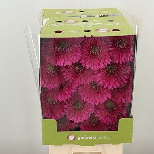 Gerbera Pom Magic Ball 50 cm – produkt Uviažto
