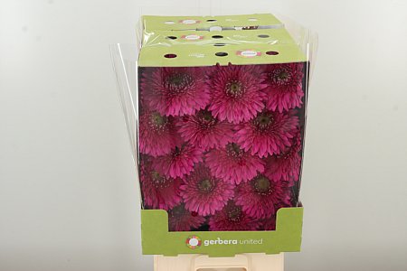 Gerbera Pom Magic Ball 50 cm – produkt Uviažto