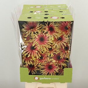 Gerbera Pasta Rebel Typhoon 50 cm – produkt Uviažto