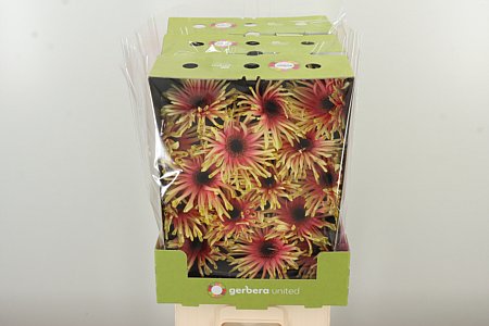 Gerbera Pasta Rebel Typhoon 50 cm – produkt Uviažto