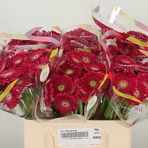 Gerbera Piccolini Ditella 50 cm – produkt Uviažto