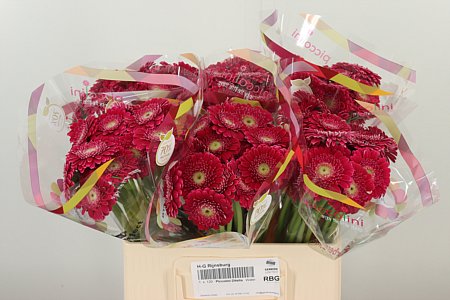 Gerbera Piccolini Ditella 50 cm – produkt Uviažto