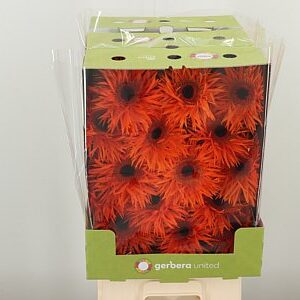 Gerbera Spider Orange Springs 50 cm – produkt Uviažto