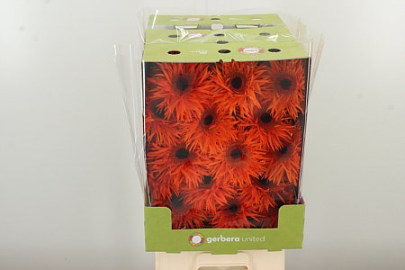 Gerbera Spider Orange Springs 50 cm Gerbera Spider Orange Springs 50 cm – produkt Uviažto