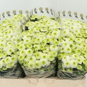 Chryzantéma Ferry 55 cm – produkt Uviažto