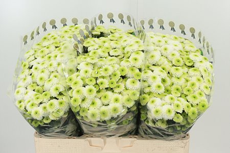 Chryzantéma Ferry 55 cm – produkt Uviažto