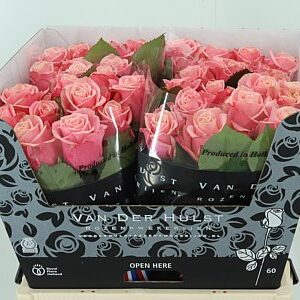 Ruža Adele 60 cm – produkt Uviažto