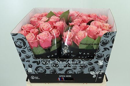 Ruža Adele 60 cm Ruža Adele 60 cm – produkt Uviažto