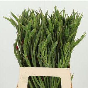 Gladiola Kl Vulcano 65 cm – produkt Uviažto