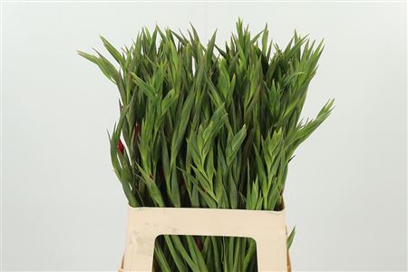 Gladiola Kl Vulcano 65 cm – produkt Uviažto