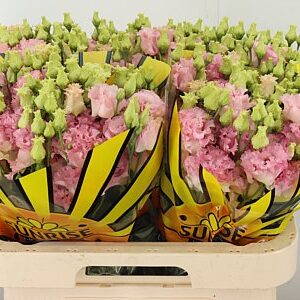 Eustoma Alissa Pink 70 cm – produkt Uviažto