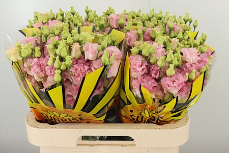 Eustoma Alissa Pink 70 cm – produkt Uviažto