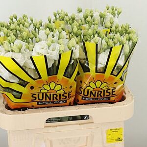 Eustoma Alissa Pure White 70 cm