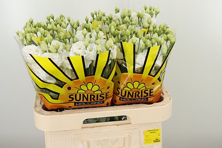 Eustoma Alissa Pure White 70 cm – produkt Uviažto