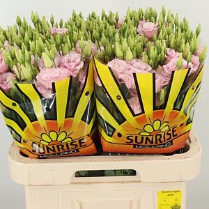 Eustoma Lisanne Light Pink 70 cm