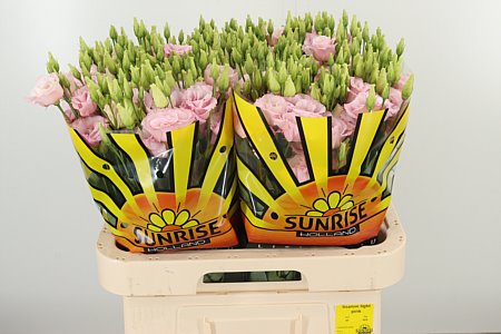 Eustoma Lisanne Light Pink 70 cm – produkt Uviažto