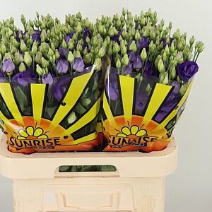 Eustoma Rosita Blue 70 cm