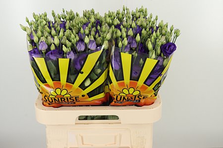 Eustoma Rosita Blue 70 cm Eustoma Rosita Blue 70 cm – produkt Uviažto