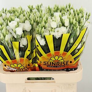 Eustoma Rosita White 70 cm
