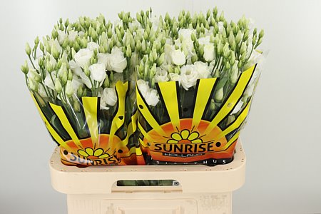 Eustoma Rosita White 70 cm Eustoma Rosita White 70 cm – produkt Uviažto