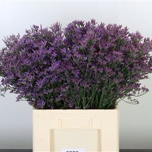 Limonium Piuma Dark Blue 60 cm – produkt Uviažto