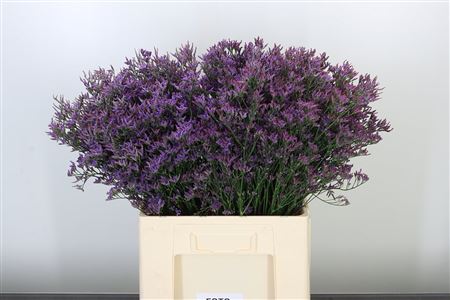 Limonium Piuma Dark Blue 60 cm – produkt Uviažto