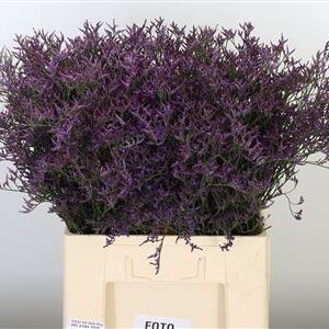 Limonium Saf Dark Blue 70 cm – produkt Uviažto