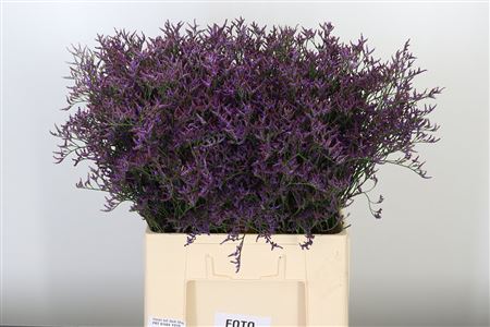 Limonium Saf Dark Blue 70 cm – produkt Uviažto