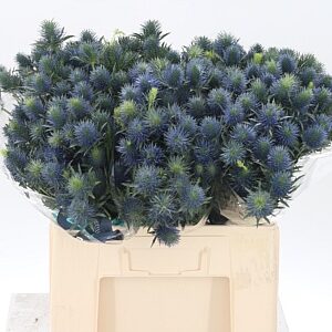 Eryngium Supernova 60 cm – produkt Uviažto