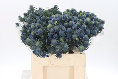 Eryngium Supernova 60 cm Eryngium Supernova 60 cm – produkt Uviažto