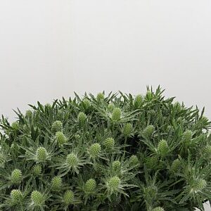 Eryngium Sirius Qstar 50 cm – produkt Uviažto