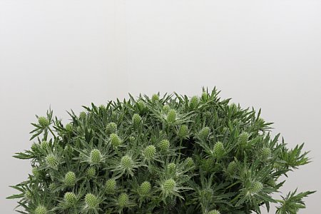 Eryngium Sirius Qstar 50 cm Eryngium Sirius Qstar 50 cm – produkt Uviažto