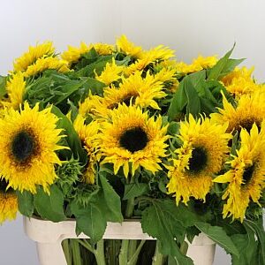 Helianthus Starbus Panache 80 cm – produkt Uviažto