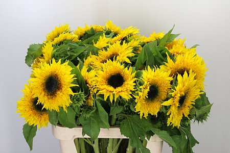 Helianthus Starbus Panache 80 cm Helianthus Starbus Panache 80 cm – produkt Uviažto