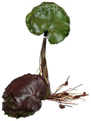 Galax 8 cm – produkt Uviažto