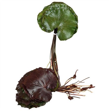 Galax 8 cm Galax 8 cm – produkt Uviažto