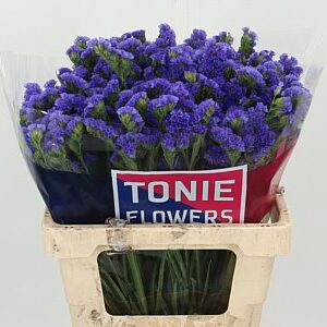 Limonium S Crystal Dark Blue 60 cm – produkt Uviažto