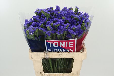 Limonium S Crystal Dark Blue 60 cm Limonium S Crystal Dark Blue 60 cm – produkt Uviažto