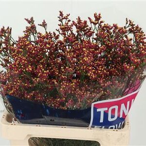 Limonium Sin Scarlet Diamond 65 cm